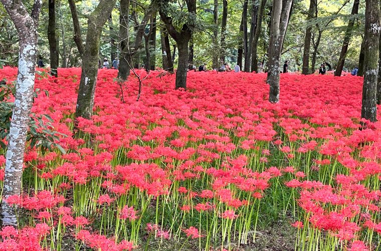 曼珠沙華　群生